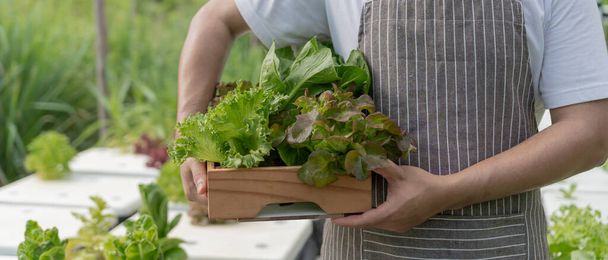 Agriculture biologique, saladier. Les agriculteurs récoltent les légumes-salades dans des boîtes en bois sous la pluie. Les légumes hydroponiques poussent naturellement. serre jardin, écologique biologique, sain, végétarien, écologie - Photo, image