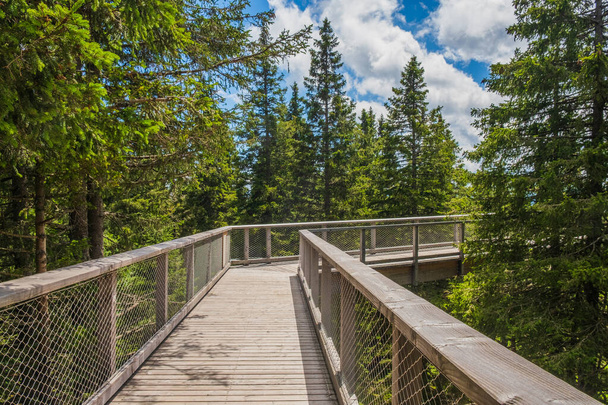 Sentiero pedonale a baldacchino forestale sopra le cime degli alberi, avventura all'aria aperta a Rogla, Slovenia - Foto, immagini