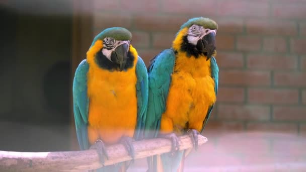 カラフルな羽を持つ2本の長尾のマカオパロット. マカオの鳥が閉じている. マカオパロットの青と黄色の肖像画. 動物園のレンガの壁の背景があります. バックグラウンドで柔らかいフォーカス. キッシング - 映像、動画
