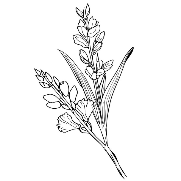 gladiolus sierpień urodzenia miesiąc kwiat, gladiolus sierpień urodzenia kwiat rysunek, zarys gladiolus rysunek, tatuaż gladiolus kwiat rysunek, czarny gladiolus tatuaż, czarny mały gladiolus tatuaż, minimalistyczny gladiolus kwiat tatuaż - Wektor, obraz
