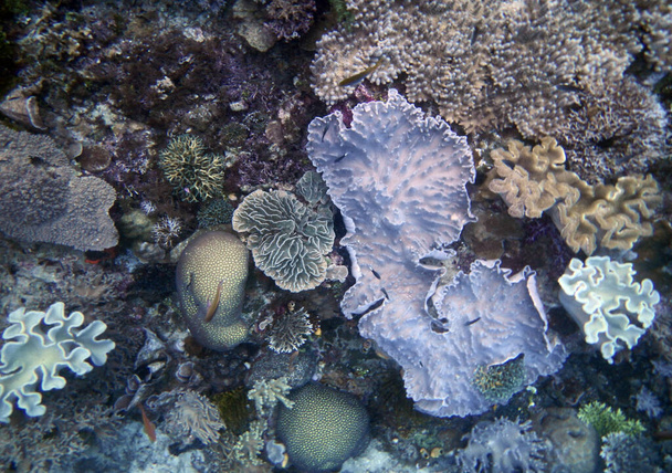 Vízalatti korall táj, Gam-sziget, Raja Ampat, Dél-nyugat Pápua - Indonézia - Fotó, kép