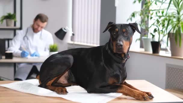 Un gran Doberman de raza pura, perro pastor se sienta en una mesa en una oficina veterinaria. Un perro enfermo en la cita de veteranos - Imágenes, Vídeo