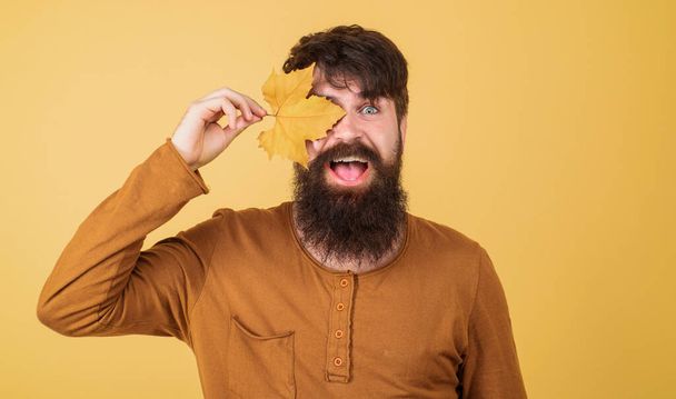 Jesienny męski model. Szczęśliwy brodaty mężczyzna pokryty liściem klonu. Jesienny nastrój. Uśmiechnięty przystojniak z żółtymi jesiennymi liśćmi w dłoni. Sezonowa moda mężczyzn. Jesienne ubranie. Jesienna sprzedaż. Zniżka - Zdjęcie, obraz