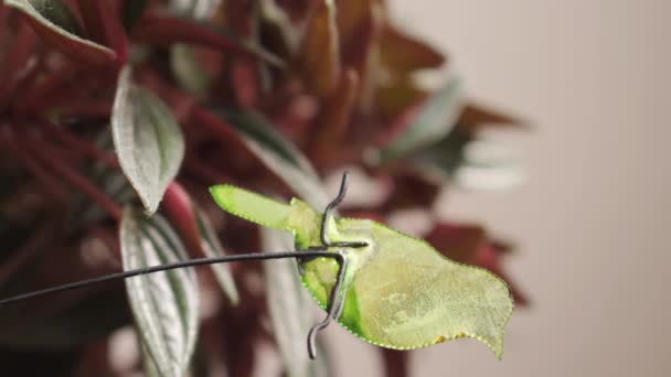 Vertikales Video einer Pflanze neben dem Fenster und eines Mannes, der eine vogelförmige Dekoration für Pflanzen annimmt - Filmmaterial, Video