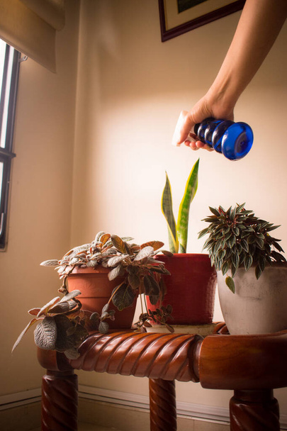 Homem regando as plantas ao lado da janela com um spray em casa - Foto, Imagem