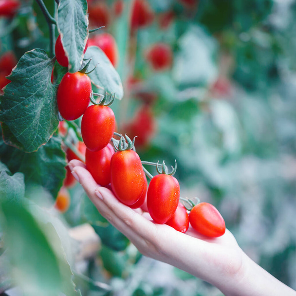 Γυναίκα χέρι μαζεύοντας ώριμα κόκκινα ντοματίνια σε πράσινο σπίτι αγρόκτημα  - Φωτογραφία, εικόνα