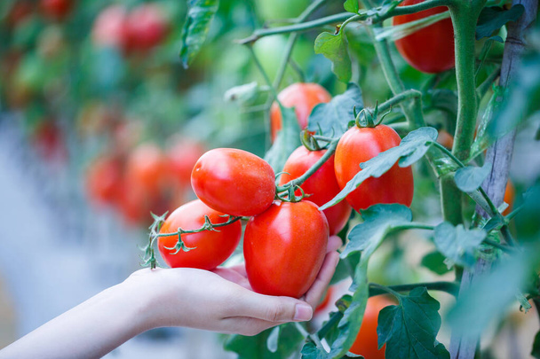 žena ruční sběr zralá červená rajčata v zeleném domě farma  - Fotografie, Obrázek