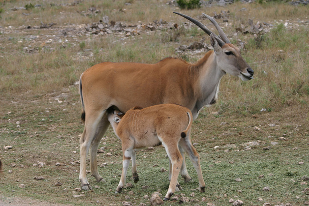 Kudu bebé amamantando a mamá
 - Foto, Imagen