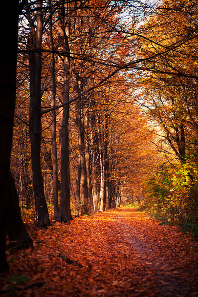árboles del bosque de otoño. naturaleza madera verde luz del sol fondos - Foto, imagen