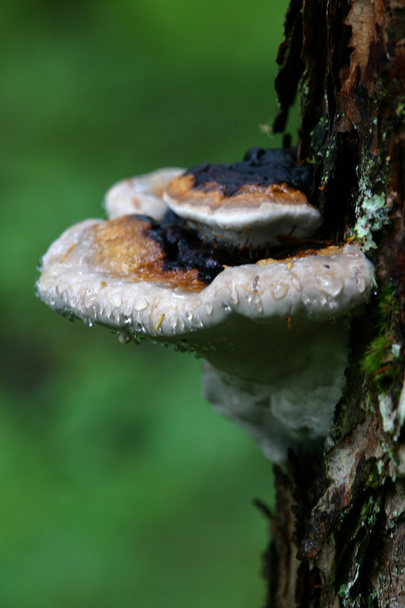 Märkä kotilo sieni
 - Valokuva, kuva