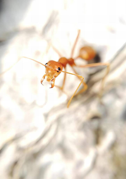фотография маленького насекомого на скале с размытым фоном, на скале сидит маленькое насекомое. - Фото, изображение