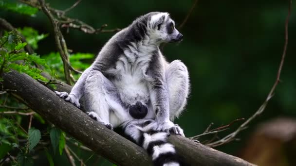 Vídeo de Anel de cauda lemur - Filmagem, Vídeo