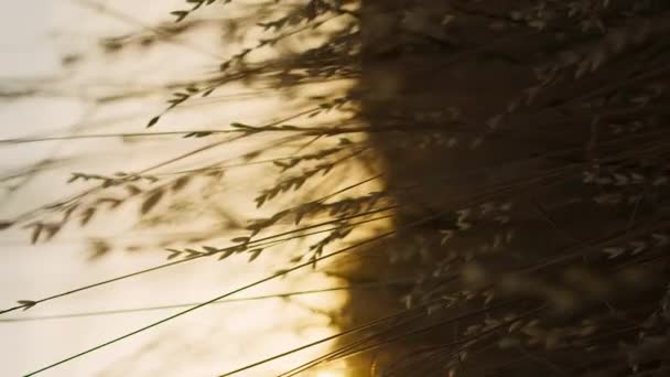 Verticale camera vliegt door het gras bij bloeiende zonsondergang - Video