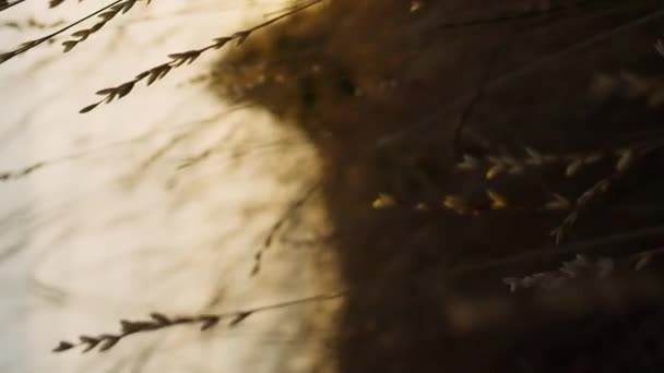 Pionowa kamera leci przez trawę o zachodzie lub wschodzie słońca - Materiał filmowy, wideo