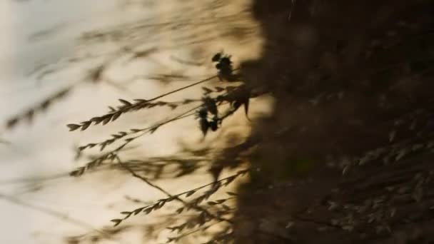 Pionowa kamera przelatuje przez suchą trawę o zachodzie słońca lub promienie słoneczne światła - Materiał filmowy, wideo