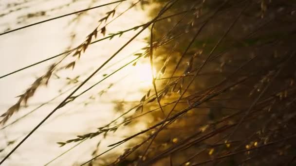 Caméra verticale vole à travers l'herbe sèche au coucher du soleil ou au lever du soleil rayons de lumière brillante en fleurs - Séquence, vidéo