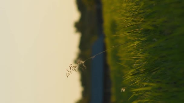 Verticale video meditatieve slow motion gras in de avond zonsondergang of zonsopgang stralen van licht - Video