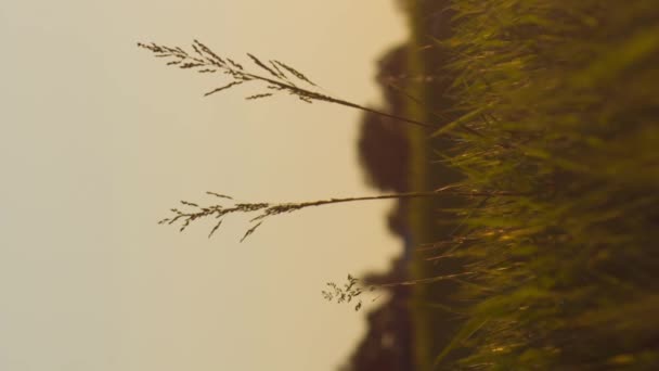 Pionowe wideo medytacyjne slow motion trawa w wieczornym zachodzie słońca lub promienie słońca światła - Materiał filmowy, wideo