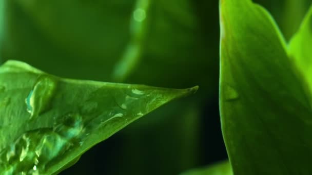 Vídeo vertical macro toma de una gota de goteo de agua que fluye lentamente hacia abajo en la hoja verde fresca - Imágenes, Vídeo