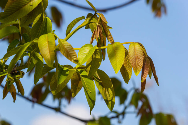 Весной ореховая веточка, листья ореховых деревьев и кексы закрываются. Цветет орех, молодые листья дерева в весенний сезон, природа на открытом воздухе. - Фото, изображение