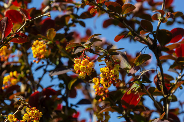 Berberis thunbergii arbusto de flores ornamentales de agracejo japonés, grupo de hermosas flores de pétalos amarillos en flor, hojas rojizas púrpuras. - Foto, Imagen