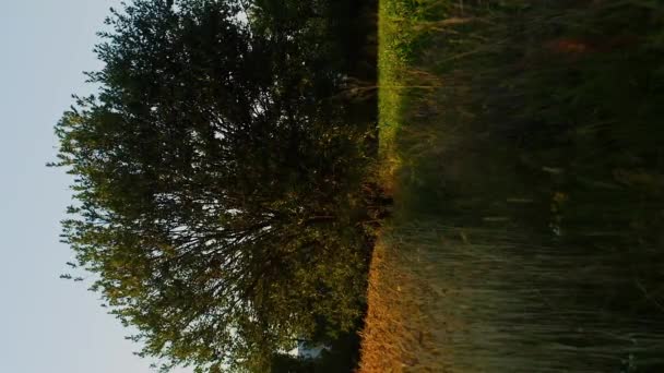 Dikey yavaş çekim ağacı ve çimenler akşam gün batımında ya da gün doğumu ışınlarında - Video, Çekim