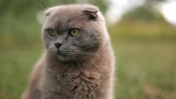 Kočka si po jídle olízne rty. Gray British tabby cat. Kočka venku na trávě. Jídlo pro kočky. Vynikající domácí oběd - Záběry, video