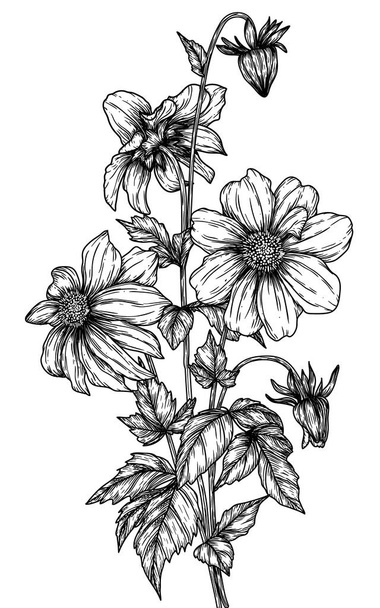  Vector illustration of a bush of dahlia flowers in the style of engraving - Vector, Image