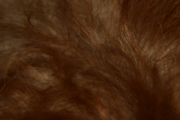 Detailní záběr na zvířecí vlasy pozadí textury. Makro fotografie zvířecí srsti. - Fotografie, Obrázek
