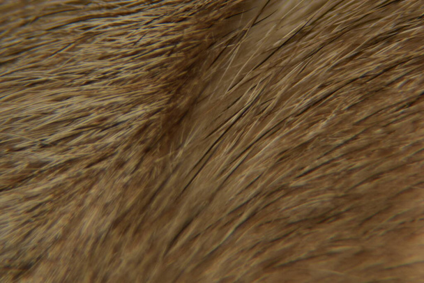 Detailní záběr na zvířecí vlasy pozadí textury. Makro fotografie zvířecí srsti. - Fotografie, Obrázek