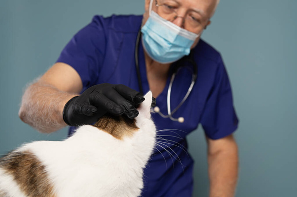 Ein Tierarzt untersucht eine weiße Katze, Arztbesuch, Fokus auf die Katze - Foto, Bild