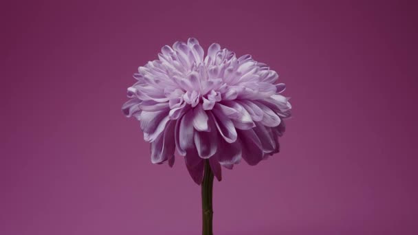 Χρονικό όριο θανάτου ροζ λουλουδιού σε ροζ φόντο. Υψηλής ποιότητας 4k πλάνα - Πλάνα, βίντεο