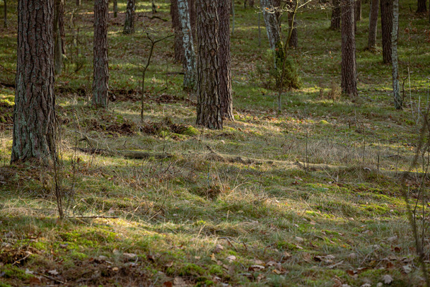 belle forêt de couleur automne avec troncs d'arbres et feuillage vert. latvia - Photo, image