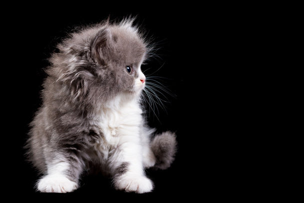 kabarık kedi yavrusu - Fotoğraf, Görsel