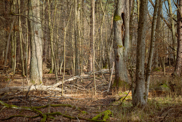 Старое разбитое дерево в осеннем лесу. Мелкая глубина резкости. - Фото, изображение