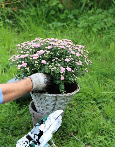 Мужчина садовник в зеленых перчатках работает на открытом воздухе с цветами. Зеленая трава на заднем плане. Концепция осеннего сада.  - Фото, изображение