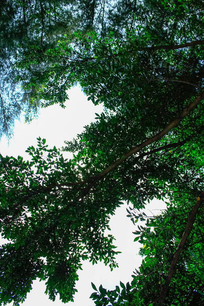 Η χαμηλή γωνία του δέντρου στο δάσος με τον γαλάζιο ουρανό. Το φως του ήλιου μέσα στα δέντρα. Κοιτάζοντας ψηλά στον ουρανό. Εξοχή σκηνή και τη φύση σκηνή. - Φωτογραφία, εικόνα