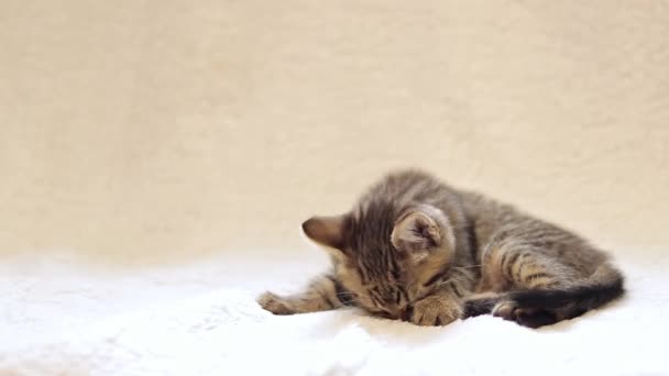 Egy aranyos kiscica fekszik egy fehér takarón. A kiscica mos. Otthon játékos kisállat - Felvétel, videó