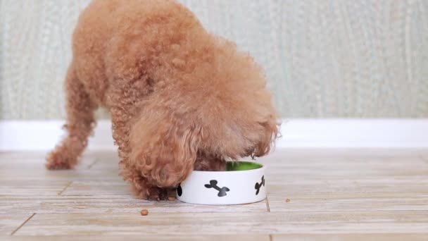 Ένα κανίς τρώει ξηρά τροφή από ένα μπολ στην κουζίνα. Ο σκύλος τρώει φαγητό από κοντά, στο ισόγειο. Ισορροπημένη διατροφή για το κατοικίδιο ζώο σας - Πλάνα, βίντεο