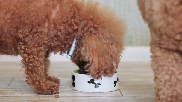 Een poedel eet droog voedsel uit een kom in de keuken. De hond eet voedsel van dichtbij, op de grond. Evenwichtige voeding voor uw huisdier - Video