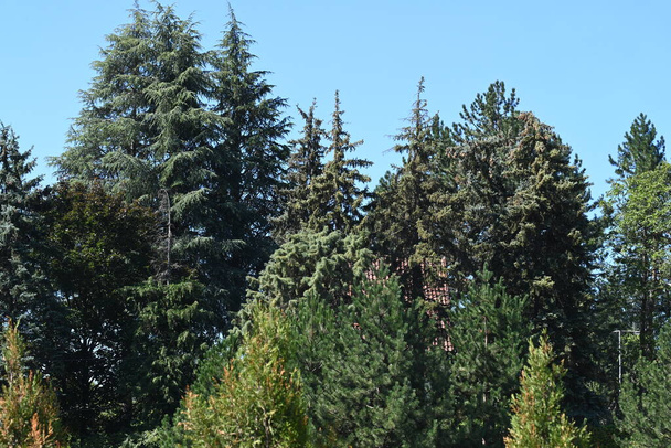 zielone drzewa na tle błękitnego nieba - Zdjęcie, obraz