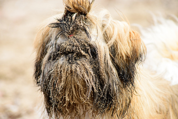 Мокрый грязный белый коричневый щенок ши-цу в песке
 - Фото, изображение