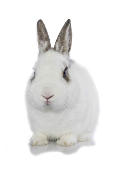 Conejo aislado
 - Foto, imagen