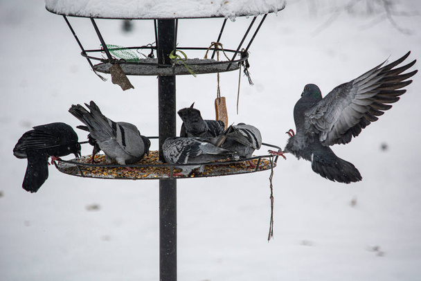 I piccioni mangiano il grano da alimentatore in inverno - Foto, immagini
