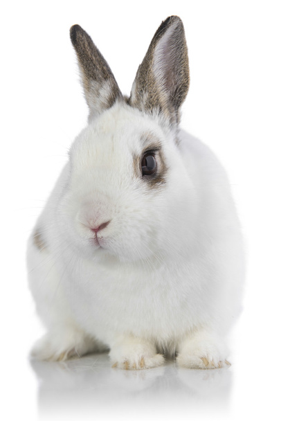 кролик ізольовані
 - Фото, зображення