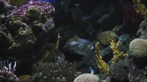 A keret közepén egy fehér foltos gömbhal úszik el a karmok mögött. Az egzotikus tengeri állat búvárokat és víz alatti expedíciókat vonz. Kiváló minőségű 4k felvételek - Felvétel, videó