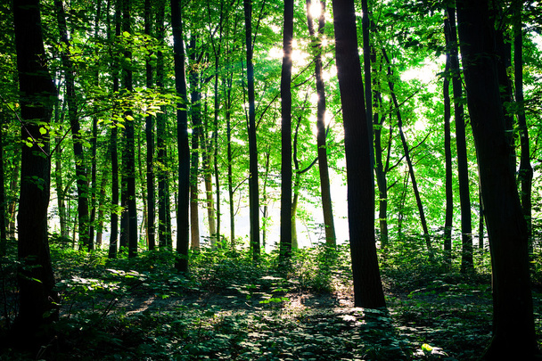 prachtige groene woud - Foto, afbeelding