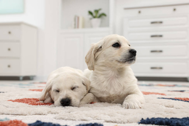 Cute little puppies lying on carpet at home - Foto, immagini