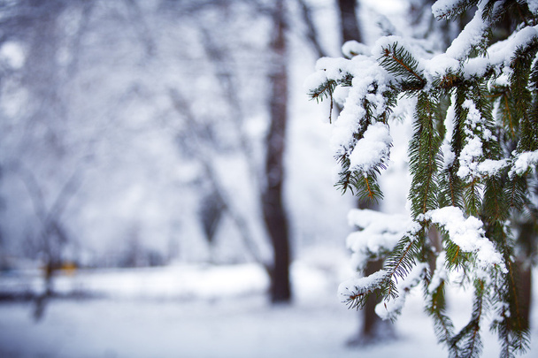 winter background - Valokuva, kuva