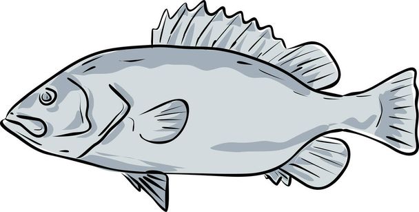 Karlı orfoz balığı Meksika Körfezi Çizim Çizimi - Vektör, Görsel